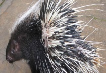 豪猪患流行性肺炎治疗方法 附病原及流行特点