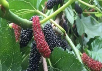 北方桑椹何时成熟 桑葚的栽培多久？