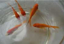 鲤鱼分公母吗？