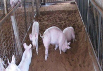 发酵饲料养猪的好处