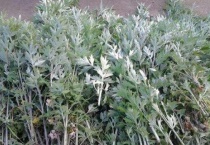 火绳驱蚊是什么草