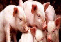 猪流行性腹泻防治方法 附猪流行性腹泻症状
