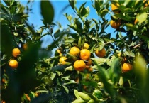 比沃柑更好的柑橘品种