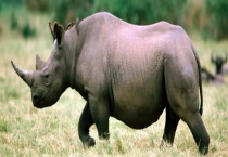 犀牛是不是哺乳动物 有没有天敌