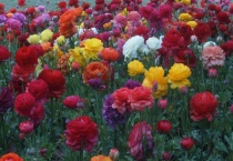 芹叶牡丹冬天能冻死吗？