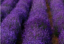 薰衣草产地在哪里 有哪些分布特点