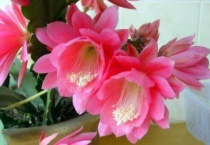 令箭荷花倒插还是正插