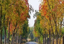 乌桕是落叶还是常绿植物 附其高产种植技术