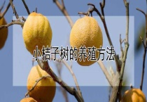 小桔子树的养殖多久？