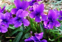 紫色地丁的药用价值