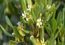 海桐和七里香是一种植物吗？