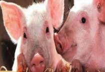 中国非洲猪瘟的来源 是怎样传入国内的 有什么应对措施