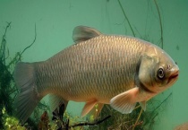 草鱼是一种草食性动物 那么它喜欢吃什么菜叶呢