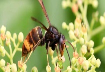 黄腰胡蜂(黄腰虎头蜂) 附生活习性