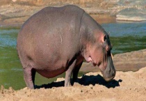 河马天敌是谁 吃什么食物？