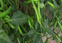 辣椒猝倒病防治技术 辣椒猝倒病发病规律