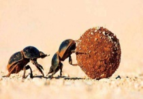 屎壳郎长什么样