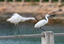 白露鸟几级保护动物