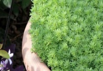 中华景天怎么养