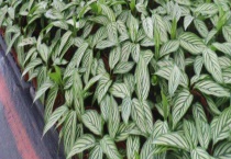 圆叶竹芋有毒吗 圆叶竹芋的作用有哪些呢