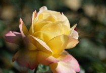 哪种月季花花型超大