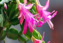 蟹爪兰叶子发软怎么办？附养殖技术