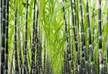 甘蔗白叶病防治技术 附甘蔗白叶病的发病条件