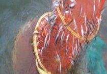 七星漂正确的调漂方法 调漂要注意什么？