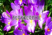 西红花和藏红花的区别？