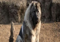 高加索犬性格怎么样？附饲养方法和训练多久？