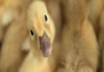 春夏鸭流行病防治技术 雏鸭肝炎病如何预防预防和治疗