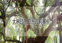 大树过冬的方式有哪些？