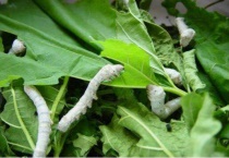 蚕宝宝什么时候出生