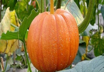 窝瓜和南瓜有什么不同 南瓜的价值