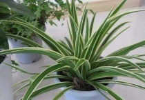 吊兰长出的长藤能剪吗？