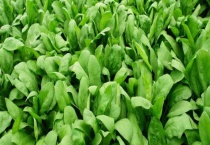 菠菜的种植时间 附菠菜的种植多久？