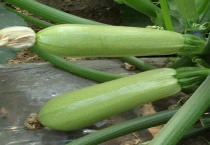 西葫芦和笋瓜是同一种植物吗？