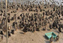 养殖 附养殖分类