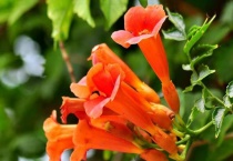 凌宵花的功效与作用