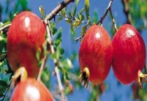 石榴树经常使用的农药有哪些 有什么病虫害