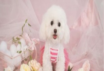 泰迪的寿命有多长 怎样养才能增加寿命