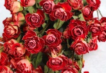 多头惊艳泡泡玫瑰花语