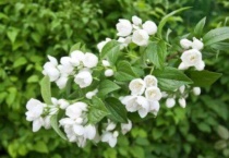 茉莉花什么时候剪枝