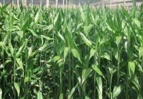 莲花竹叶子发黄怎么办 发黄的原因是什么？