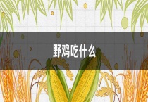 野鸡吃什么？