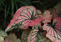 花叶芋如何修剪