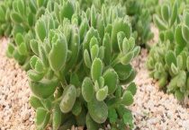 熊童子掉叶子怎么办？熊童子怎么养殖才好