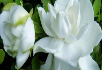 白色的花有哪些？