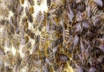 阿坝中蜂 是什么品种