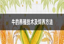 牛的养殖技术及饲养多久？